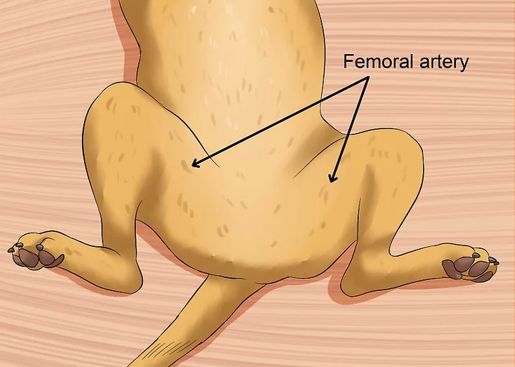 Dog femoral artery ALL copy (1).png